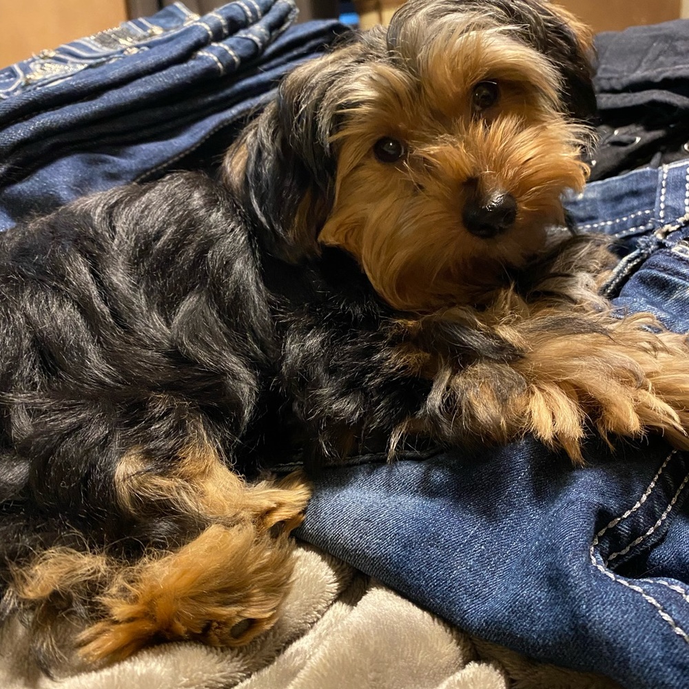 Comfy jeans from my mommy’s closet!! Pup not included